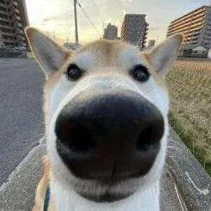 DerKit